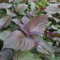 100 Unids/bolsa Púrpuras Semillas de Shiso Sin OGM Color brillante Bajo en carbohidratos Excelente planta productora Semillas de perilla Flor Árbol frutal Semillas vegetales Semilla