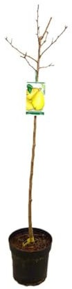 PERAL ERCOLINI M25 150CM | ARBOL FRUTAL | PLANTA NATURAL