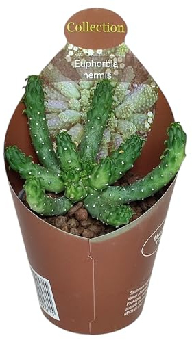 Exotenherz Euphorbia inermis - seltenes Wolfsmilchgewächs - Rarität - 6,5cm Topf - 15cm hoch