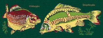 PVC Aufkleber Applikation Fisch - Angler - Angeln - FISCHE - 307142 - Gr. ca. 20 x 5,5 cm