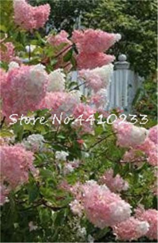 Bloom Green Co. 100 PC-Bonsais lila Flieder Bonsai, Japanische Flieder Nelke Blume sehr aromatisch im Freien Baum Pflanzen Schöne Lila Bonsais: c