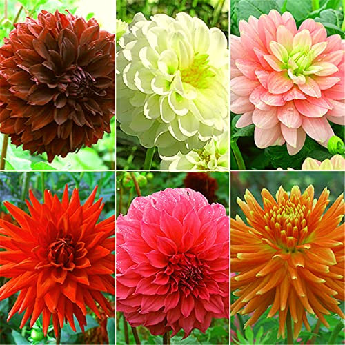 Dahlia Tubers-Road Greening Hardy BMany Elegante Designs-16 lampadine