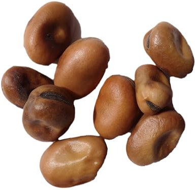 Féverole Bio Féverole - Vicia Faba L. (Engrais Vert) SEM06