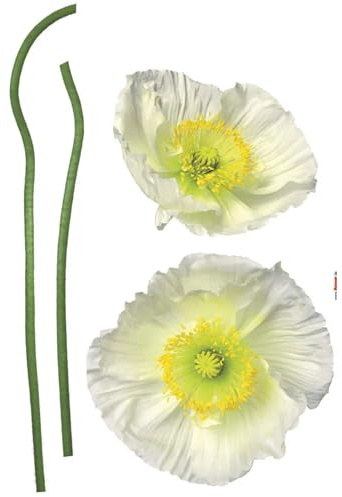 Komar Deco-Sticker PAVOT BLANC | 50 x 70 cm | Wandtattoo, Wandbild, Wandsticker, Wandaufkleber, Walltattoo, Blumen, Blüten, Mohnblüten | 17022h