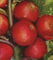 Apfelbaum Roter Boskoop Apfel Roter Boskoop - Malus Roter Boskoop Containerware / 120-160 cm hoch,
