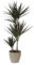 KENTIS - Dracaena Marginata Magenta - Piante Vere da Interni Purifica Aria - H 110-120 cm e Vaso Ø 21 cm