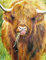 1000-teiliges Puzzle für Erwachsene - Highland-Kuh von Gill-Erskine Hill - Puzzles für Erwachsene, Kinder, Teenager - Nachhaltiges Puzzle - Schwierige 1000-teilige Puzzles