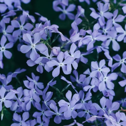Phlox subulata Emerald Cushion Blue – 48 Pflanzen – Ø9cm – Höhe 10-25cm – Blauer Polsterphlox – Immergrüner Bodendecker für Steingarten & Beet