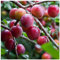 Opal Plum Tree 4-5ft Self-Fertile,Tasty & Sweet,Ready to Fruit,Early Fruiting in a 6L Pot 3fatpigs®