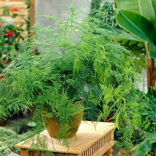 Planta de Interior Asparagus Plumosus - 1 x Planta de Helecho Viva en Maceta de 12cm