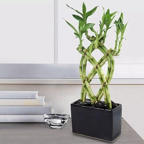GlüCksbambus Samen GrüNpflanzen Deko Wohnzimmer Hydrokultur Pflanzen Lucky Bamboo Bonsai Samen Balkonpflanzen Bambus Pflanze Pflanzensamen Lucky-Plant 20 GlüCksbambus Kaufen Saatgut