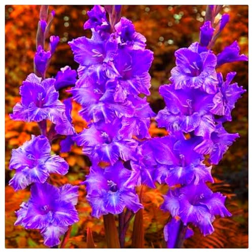 Excellent Display/Gladiolus Bulbs for Planting/Cut Flowers/Good for Containers/Greening Flower/Natural Organic-15 Bulbs-E