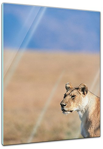 'Bilderdepot24 tableau Lionne sur verre , 60 x 80 cm