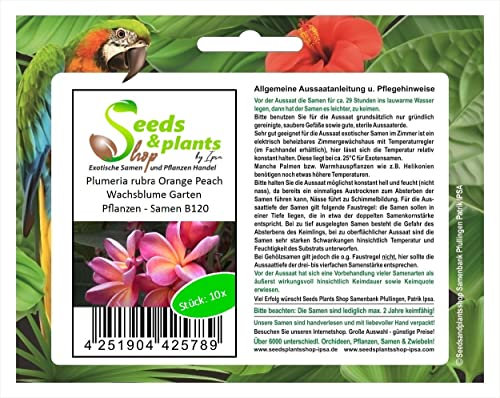 Plumeria Rubra Orange Peach Wax Flower Garden Plants Seeds B120 Seeds Plants Shop Seed Bench Pullingen Patrik Ipsa Pack of 10
