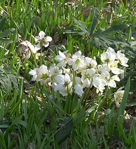 weiße Christrose - Helleborus niger - lebende Gartenpflanze aus den Baumschulen