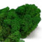 Eurofoto Islandmoos konserviert - Moos zum Basteln und zur Dekoration - Farbe: Nature Green - Karton mit 250 g Inhalt