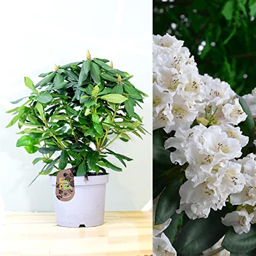 Brilliant White Azalea Rhododendron Ponticum in 19cm Pot Fantastic Flower Garden Plant