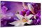 DARO Design - Wand-Bild auf 6mm HDF 40x30 cm lila Blumen Nahaufnahme lila Blumen - Wand-Deko Bilder Geschenk