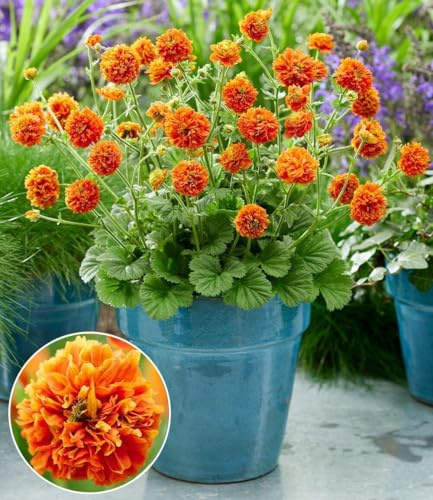 BALDUR Garten 3x Geum 'Orange Pumpkin®', Pflanzen im 9x9 cm-Topf | einzigartige Blütenform, leuchtet orange wie ein Kürbis, blüht über Monate in Beet & Kübel, dekorativ, pflegeleicht