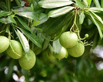 Bengalische Quitte Bael Obstbaum-Samen Duftende Blumen Gut Kübelpflanze (10 Samen)