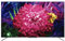 TCL 65C715 QLED Fernseher 165 cm (65 Zoll) Smart TV (4K Ultra HD, HDR 10+, Dolby Vision Atmos, Triple Tuner, Android TV, Hands-Free Voice Control, Google Assistant & Alexa, rahmenloses Metalldesign)
