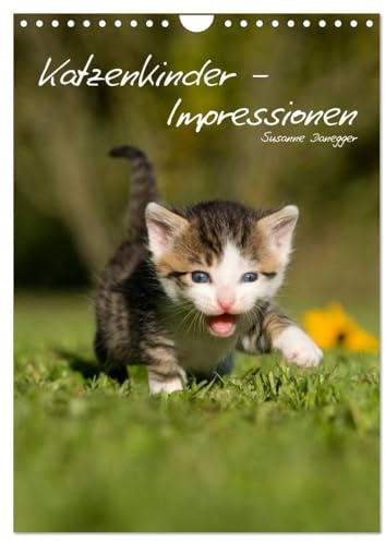 Katzenkinder - Impressionen (Wandkalender 2026 DIN A4 hoch), CALVENDO Monatskalender: Kleine Katzen ganz groß. (CALVENDO Tiere)
