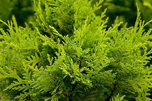 Gelbe Scheinzypresse Chamaecyparis lawsoniana Stardust 15-20 cm winterhart