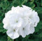 Semillas de geranio Geranio Maverick Película blanca semillas recubiertas - 15 semillas