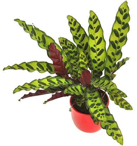 Calathea Insignis Serpente a Sonagli | Pianta Tropicale per Ambienti Interni 40-50cm