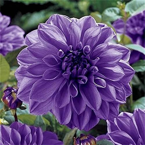 Dahlia | Mix di Bulbi di Dalia | Fiori da Balcone e Giardino |Bulbi di fiori a fioritura estiva