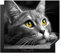 KitchenYeah© Induction Hob Protector Mat 20.5x23.6 / 60x52 cm Cooker Top Protectors Cover Ceramic Covers Electric Hobs Vinyl Cat - Grey - Animals - Cat