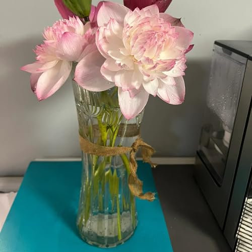 10 pcs lotus samen（lotusblume，seerose） geschenk teichpflanzen gewächshaus balkon saatgut balkonpflanzen winterhart wasserpflanzen teich winterhart deko garten wasserpflanzen miniteich