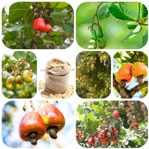 Semillas de anacardos - jardín de plantas balcón resistentes Anacardos árbol frutal Plantas en maceta resistentes a las nueces árboles frutales columnares Fruto columnar 3pcs