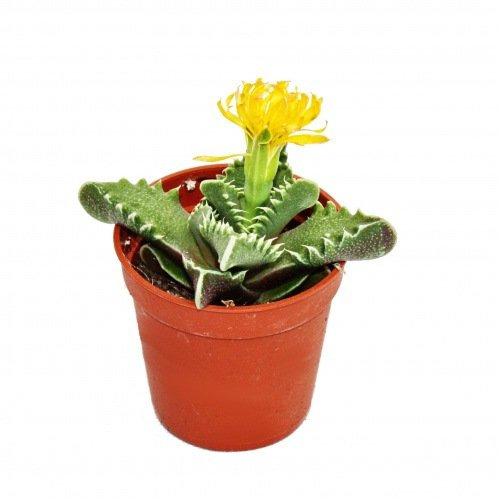 Exotenherz - Faucaria tigrina - Tigerrachen - kleine Pflanze im 5,5cm Topf