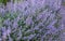 Nepeta Faassenii Six Hills Giant Catmint Perennial Supersize XLPlug Plants Pack x3
