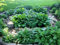 Hosta zwiebeln Hosta pflanze winterhart Hardy funkien Hardy perennial funkien Hosta pflanze