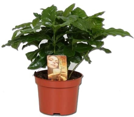 Coffee Arabica Grow Your Own Coffee Plant in 12 cm Pot