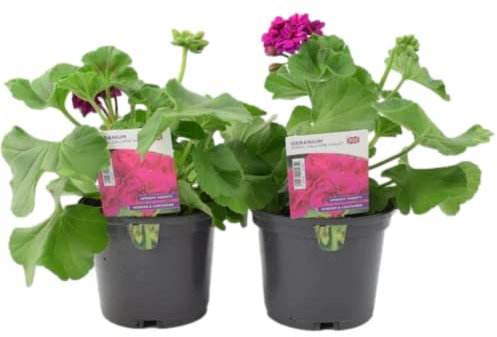 Large Garden Ready Zonal Geranium - Calliope Violet 2 Plants in 1 Litre Pots. Real, Living, British Grown & Potted. Easy to Grow in Containers, Baskets, Patios & Beds, Outdoors Or Indoors