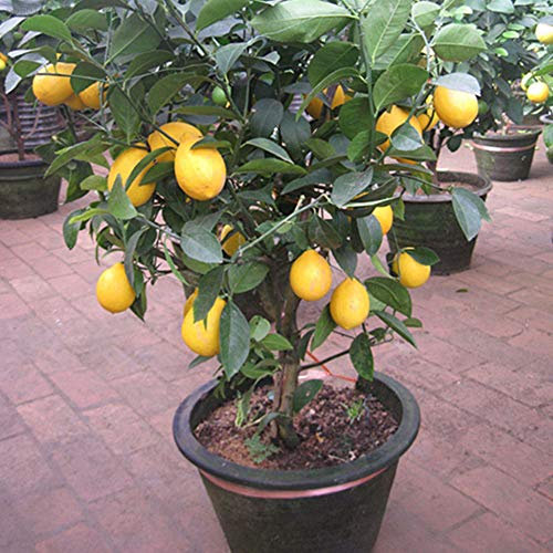 C8Ab 10pz organici Nano Limone Seed Brown Semi di Casa Giardino delle piante da frutto
