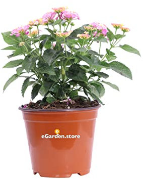 Pianta di Lantana Camara pianta da esterno da fiore ornamentale pianta vera di Lantana venduta da eGarden.store (Rosa v.14 cm)