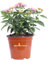 Pianta di Lantana Camara pianta da esterno da fiore ornamentale pianta vera di Lantana venduta da eGarden.store (Rosa v.14 cm)