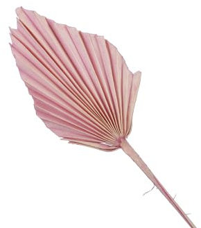 7 STK Palmspeer - rosa - Naturdeko 40cm lang Trockendeko Gesteck Dekomaterial Herbstdeko Allerheiligen Blumen Trockenblumen Trauerfloristik Fächer Gräser Palmspeere