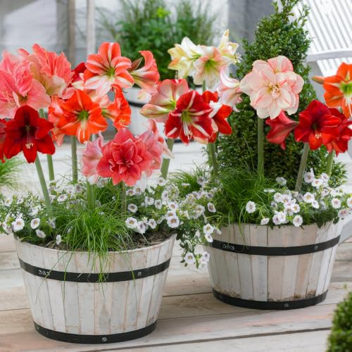 Amaryllis Surprise Collection (10 bulbi) in formato grande 26/30, Piante e fiori da bulbo esclusivi dall'Olanda, Veri bulbi di Hippeastrum (senza semi, cera, non artificiali)