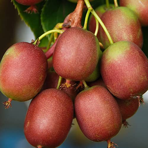 Actinidia Weiki - Weiblich 1L Garten Pflanze mit Schönen Blüten - Die Perfekte Dekoration für Ihr Grundstück - Für Anfänger und Professionelle Gärtner - Leckeres und Gesundes Obst