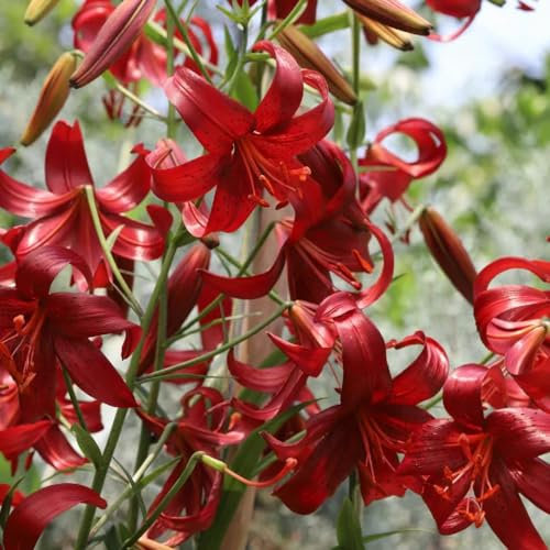2 piezas Comprar bulbos de lirio - Lilium brownii - plantas de interior de jardín de flores reales lirios gigantes lirios arbóreos tubérculos resistentes flores bulbos regalos para