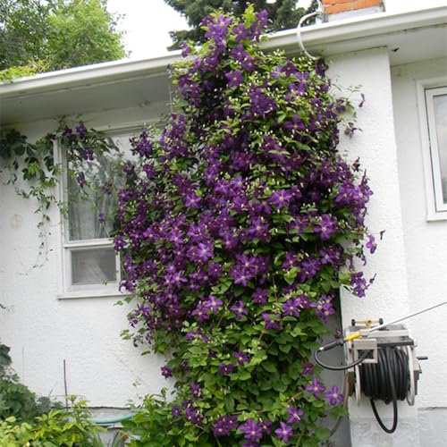 Natürlich,Blumen,Winterhartes,Lebende Pflanzen,können für Gartenarbeit,Clematis zwiebeln,Clematis, Gartenzierblumen kultiviert werden,Pflanzenzwiebeln-8 Zwiebeln-D
