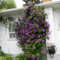 Natürlich,Blumen,Winterhartes,Lebende Pflanzen,können für Gartenarbeit,Clematis zwiebeln,Clematis, Gartenzierblumen kultiviert werden,Pflanzenzwiebeln-8 Zwiebeln-D