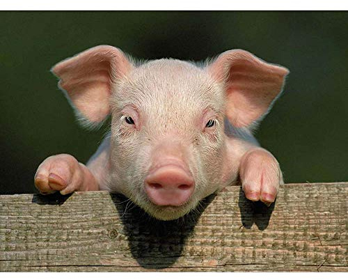 Wee Blue Coo Photo Animal Pig Piglet Cute Farm Pink Baby Babe Art Print Poster Wall Decor 12X16 Inch