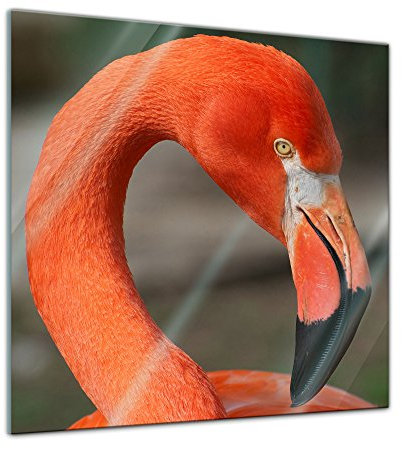 Bilderdepot24 Glasbild - Flamingo - 50x50 cm - Deko Glas - Wandbild aus Glas - Bild auf Glas - moderne Bilderdepot24 Glasbilder - Glasfoto - Echtglas