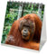 Affenzauber Orang-Utans Kalender für 2025 Format 10cm x 10cm Affen - Geschenkset Inhalt: 1x Kalender, 1x Weihnachtskarte (insgesamt 2 Teile)